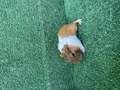 Guinepig yavruları istanbul