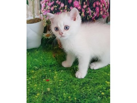 Dünya güzelli bebek kediler