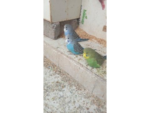 Sağlıklı yavru jumbo muhabbet kuşu yavrular erkek