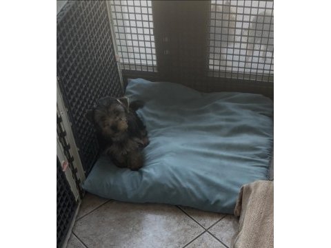 Safkan yakışıklı köpeğimiz