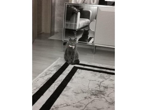 Oyuncu kedimiz duman british shorthair