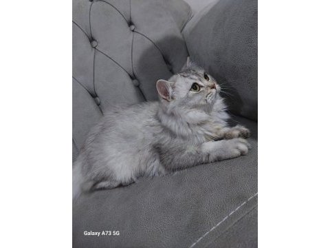 British longhair dişi diye aldık erkek çıktı