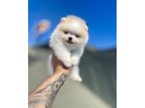 Party color yavru pomeranian boo