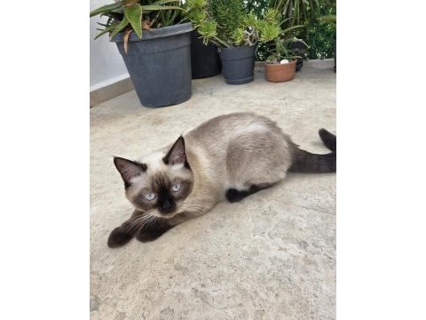 Erkek çikolata point british shorthair