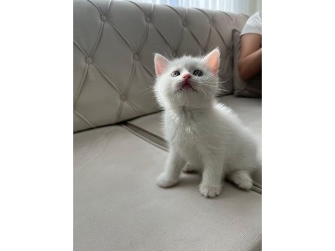 Dünya güzeli british longhair canlı görün