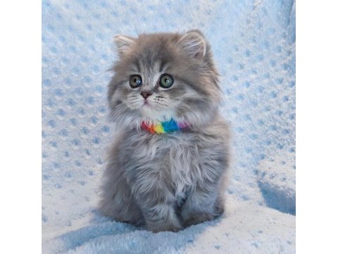 Çok tatlı minik prenses british longhair