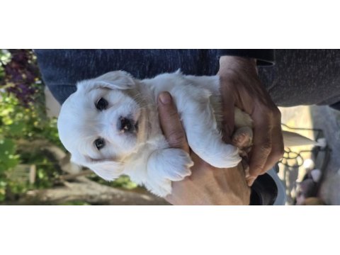 Sevimli bebiş köpekler