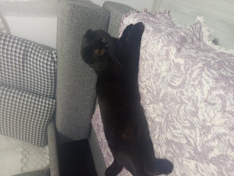 Full evcil tuvalet eğitimli scottish fold siyah kedimiz