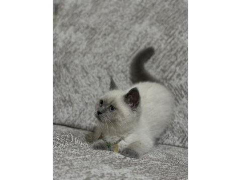 British shorthair 3 aylık kedimiz