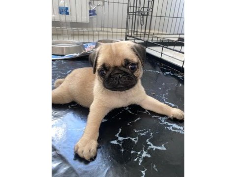 Pug mops erkek yavrumuz