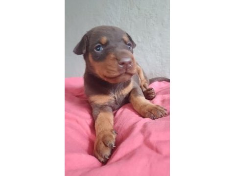 Sağlıklı siyah ve kızıl doberman yavrularımız