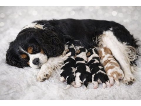 Muhteşem cavalier king charles bebekler tricolor bleinheim