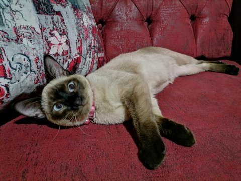 Siyam kedisi