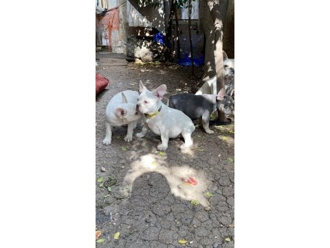 Egzotik french bulldog karma aşıları yapıldı