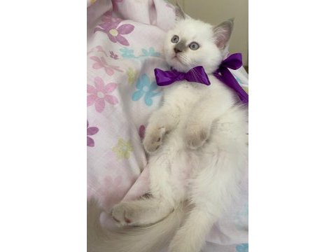 Oyuncu british shorthair kızlar kaliteli yavrular