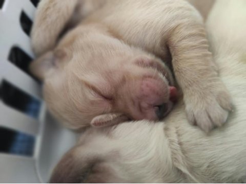 Orjinal ırk baby face golden retriever yavruları
