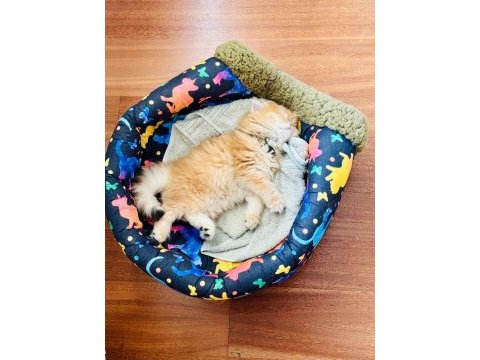 Yakışıklı golden british longhair