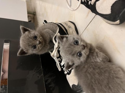 British shorthair yavru kedimiz