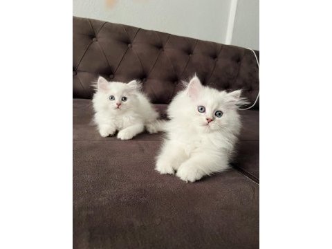 Safkan erkek dişi kediler