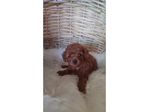 Toy poodle köpeği