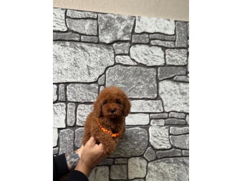 Toy poodle erkek bebek köpeğimiz