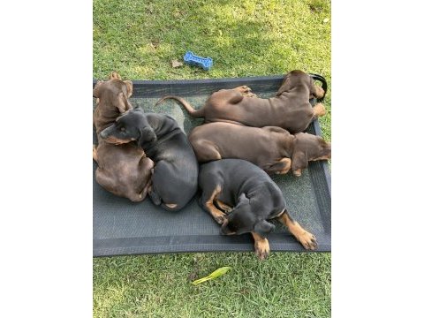 Safkan dev king europe doberman yavruları hazır
