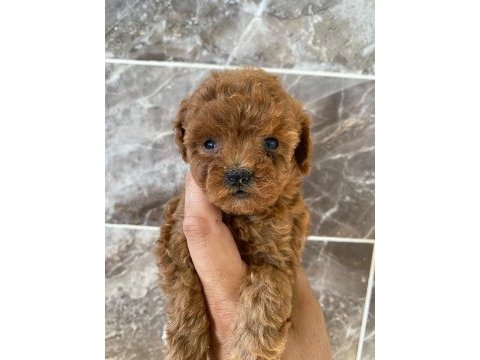 Orjinal minyatür toy poodle yavrular 