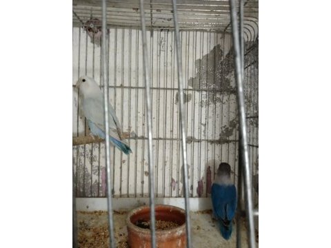 Cennet sevda papağanı mevcuttur