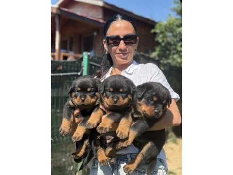 Rottweiler fcı şecereli yavrular