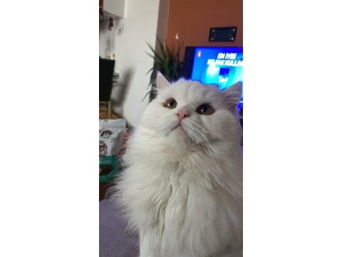 Chinchilla safkan erkek 1 yaşında
