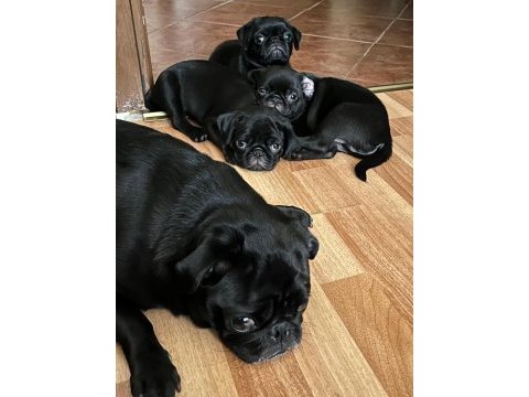 3 aylık erkek pug yavruları