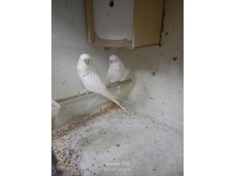 Jumbo albino çifti muhabbet kuşu