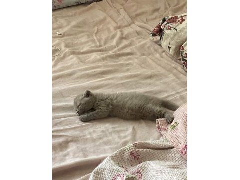 2 aylık scottish fold mia kızım