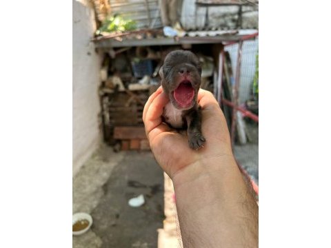 Köpeğimiz sizi bekliyorlar