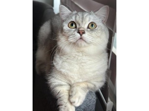 Munchkin yavrular erkek dişi