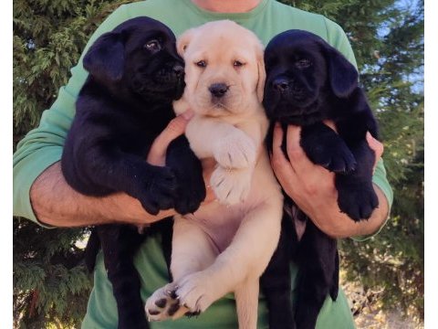 Fcı-kıf şecereli labrador retriever yavrularımız