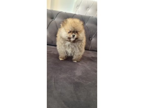 Pomeranian tea cup