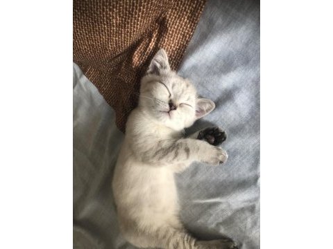 3 aylık british shorthair yavru