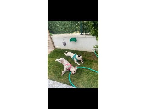 French bulldog köpeği