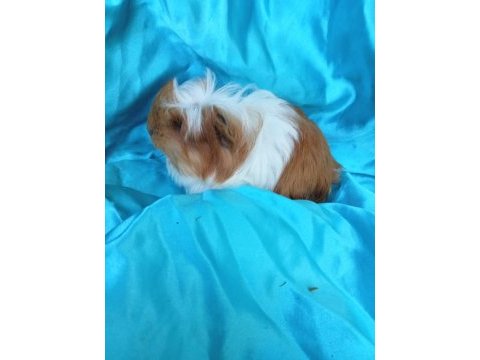 Üreticiden coronet yavru erkek ginepig