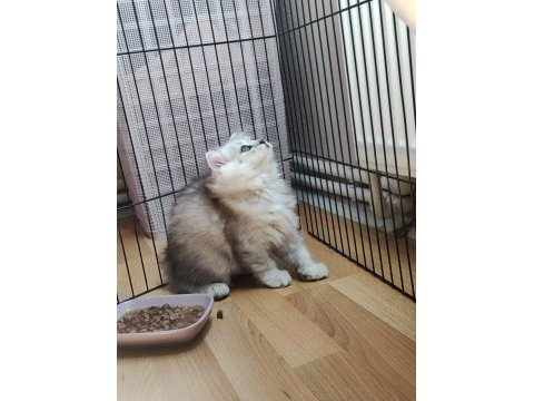 Çok akıllı uslu british longhair yavrularımız
