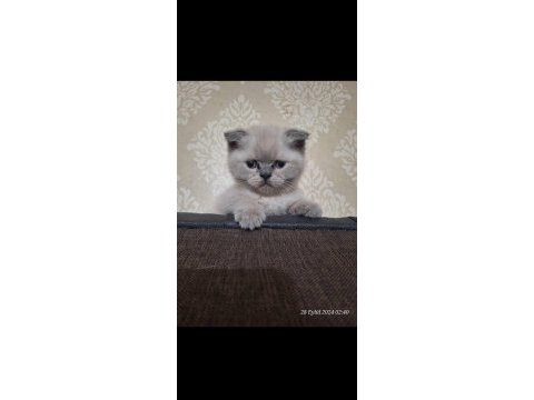 Lynx blue point british shorthair yavrular