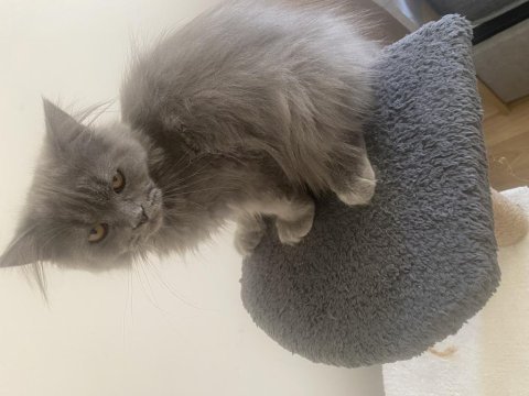 4 aylık british longhair oğlumuz