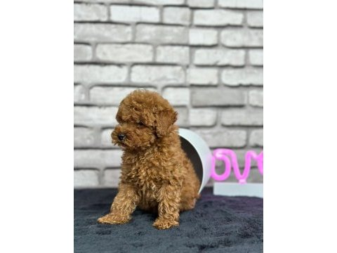 Şecereli mikro cipli poodle yavrular