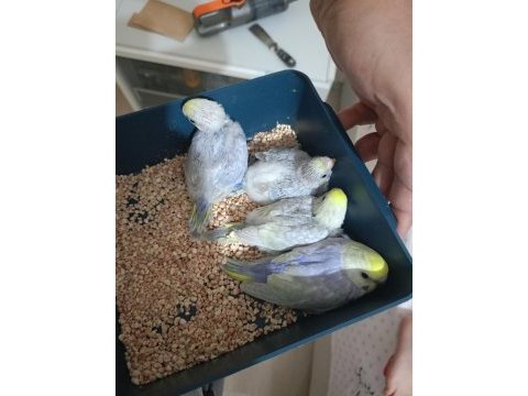 Orjinal rainbow muhabbet kuşu yavrular