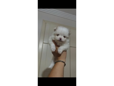 Sahiplendirmeye hazır pomeranian yavruları