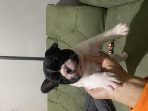 İzmir kaliteli french bulldog yavrularım