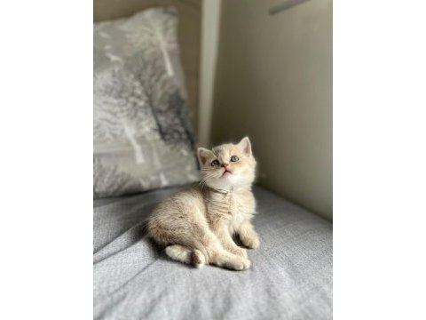 Scottish fold ve scottish straight