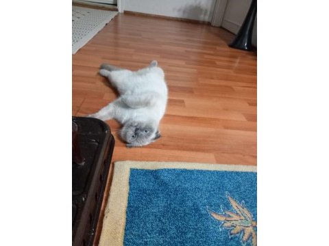 Evcil scottish fold blue point