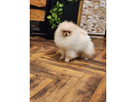 7 aylık show class erkek üst kalite pomeranian
